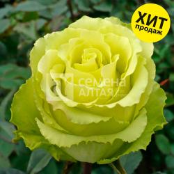 Роза Зеленый чай ЧГ 1 шт коробка